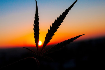 Silhouette of hand holding cannabis leaf at sunrise. Marijuana leaves on background of the sunset...