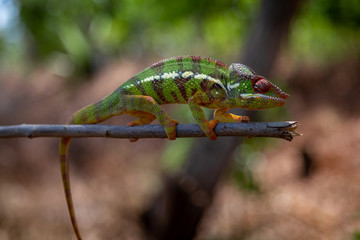 A colourful chameleon resting on a branch by the side of the road in Madagascar.