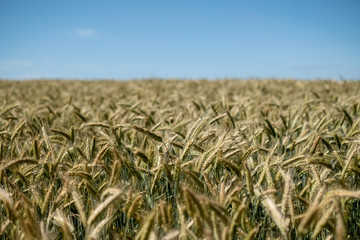 field of wheat