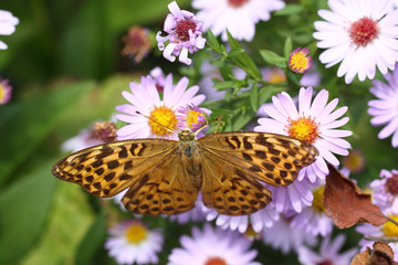 A lone, beautiful butterfly sitting on flowers purple asters . View from above. ..