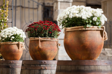Fototapeta na wymiar Large flower pots with white and burgundy chrysanthemums. Sale of flowers