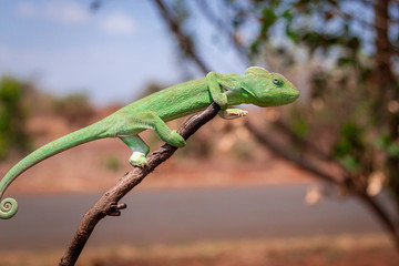 A colourful chameleon resting on a branch by the side of the road in Madagascar.