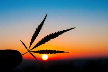 Marijuana leaves in the hands of man, cannabis on the background of the sunset sky with sunlight,...