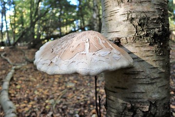 Close-up of Birch Bracket Fungus