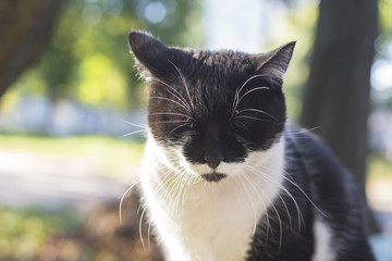 Black and white cat with eyes closed in cold weather.