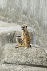 surykatka 4 © Angela