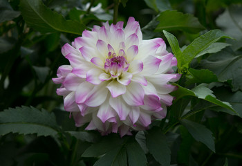 Beautiful purple pastel colored Dahlia flower in a natural garden environment