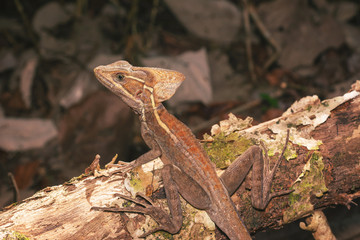 Jesus Christ Eidechse