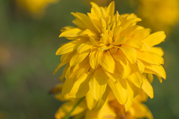 Macro photo of yellow wild flower