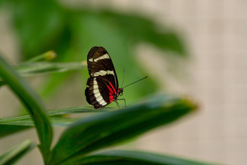 Doris Longwing Butterfly/A beautiful small Doris Longwing butterfly perched on a green leaf.