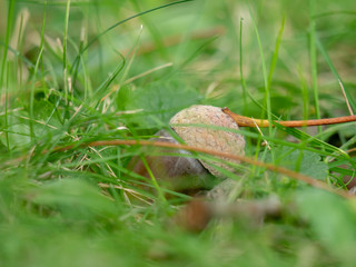 Dry acorn in the grass. Dry acorn closeup. Autumn acorn on the ground.