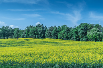pola dojrzałego żółtego rzepaku