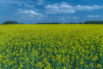 Fototapeta premium pola dojrzałego żółtego rzepaku