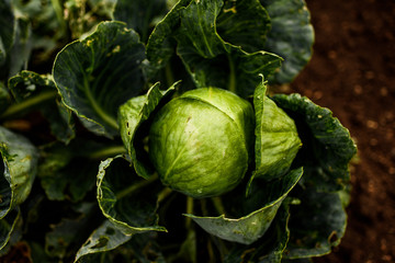 Cabbage Bloom