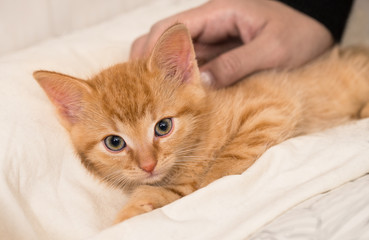 Cute ginger kitten and human hand. Domestic cat eight weeks old. Felis silvestris catus. Caress of a small tabby kitty in a white fluffy bed. Sweet little pet looking at camera. Small depth of field.