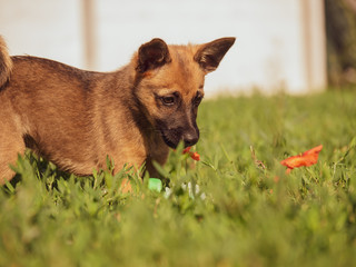 Small brown puppy in the garden. A little puppy is playing with a toy on the grass. Sun, dog and garden.