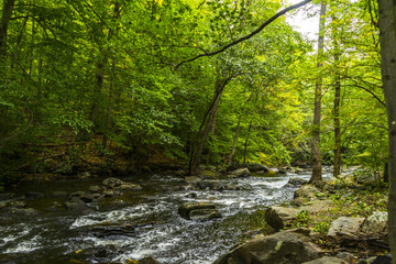 Fototapeta na wymiar Little stream in the woods