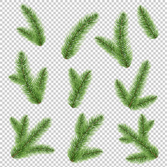 Fir-tree Branch Isolated Transparent Background