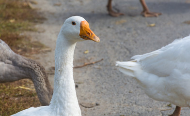 Head of a domestic goose, domestic bird