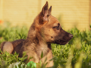Small brown puppy in the garden. A little puppy is playing with a toy on the grass. Sun, dog and garden.