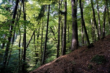 Obraz premium Mystic Odenwald forest on golden octobre day