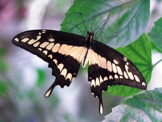 Papilio thoas