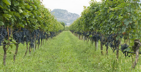 Fototapeta na wymiar plants full of clusters of blue and red grapes, ready to be harvested during harvest, to produce Merlot wine, lake of Garda, autumn, Alps, Lombardy, Italy