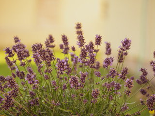 Lavender closeup. Purple lavender on the garden. Blur background.