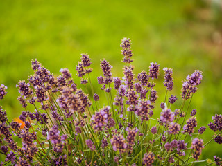Lavender closeup. Purple lavender on the garden. Blur background.