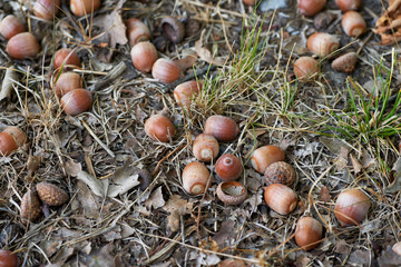 Fallen acorns and leaves. Autumn sign.