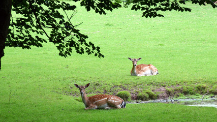 Two young deer resting in the forest