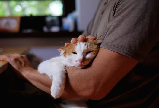 Cute cat lying on the man's hand.