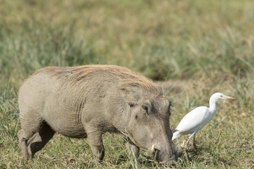 Wild pig eating