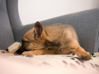 Small brown puppy sitting on a couch. Small dog sitting on a couch.