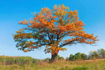 Alone autumn oak over blue sky.