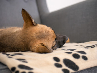 Small brown puppy sitting on a couch. Small dog sitting on a couch.
