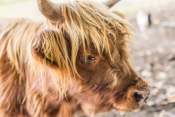Highlander Cow - Malga Priu - Friuli Venezia Giulia - Italy