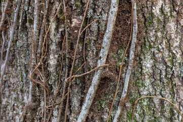 Poison sumac vines on tree trunk