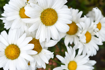 White daisies with garden