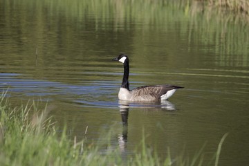 canadian goose on lake