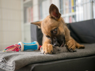 Small brown puppy playing with a toy. Puppy and toy. Small dog playing with color toy.