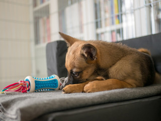 Small brown puppy playing with a toy. Puppy and toy. Small dog playing with color toy.