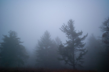 Fototapeta na wymiar Trees in foggy country field