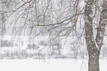 Fototapeta na wymiar Winter landscape with a snow-covered birch, close-up