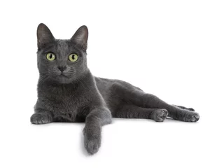 Foto op Aluminium Zilveren getipte blauwe volwassen Korat-kat die zijwaartse manieren vastlegt met één poot die over de rand hangt en recht naar de camera kijkt met groene ogen, geïsoleerd op een witte achtergrond © Nynke