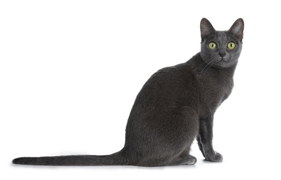 Silver tipped blue adult Korat cat sitting side ways and looking straight at camera with green eyes, isolated on white background