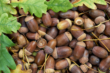 Leaves of oak tree and acorns. Autumnal background.