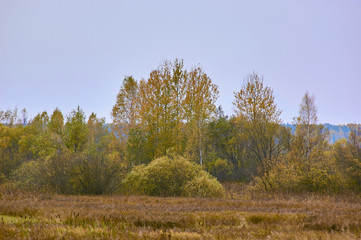Осенний пейзаж Одинокие стога, скирды  сена, одинокие кусты и деревья, скошенные поля  и осенний лес с желтой листвой на заднем плане.