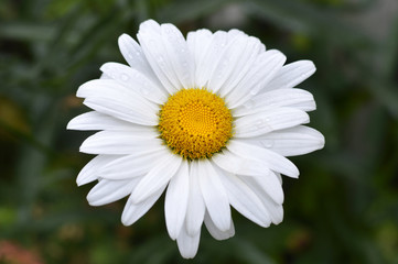 Obraz premium White daisies with garden