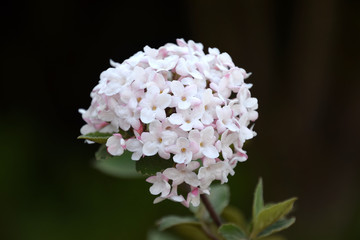 Viburnum bodnantense tree branch blossom	
